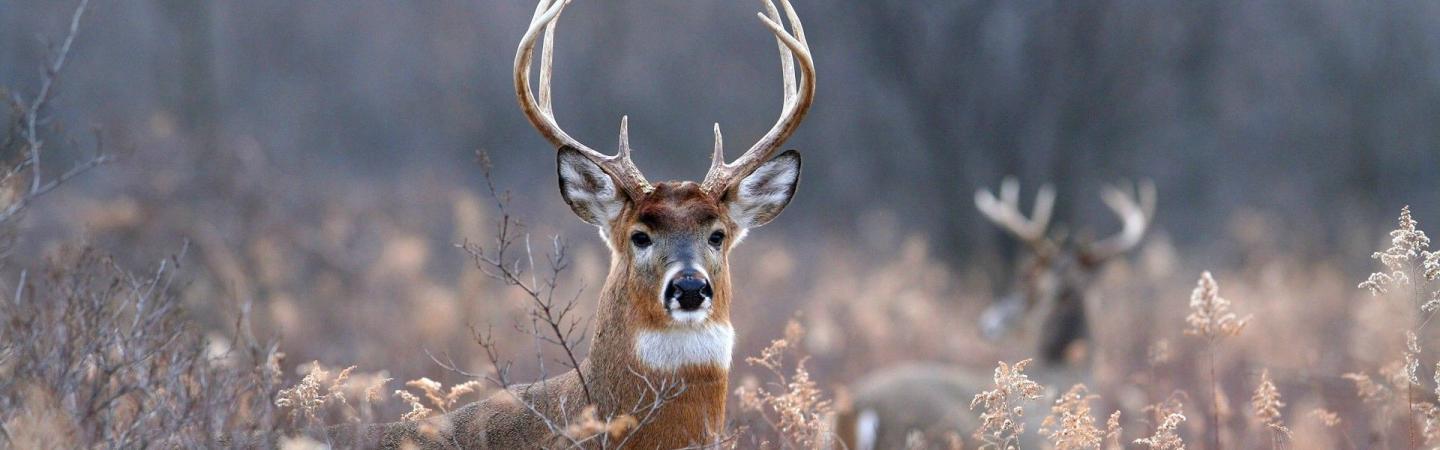 Deer