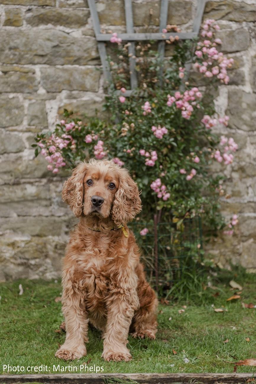 Dog in Garden