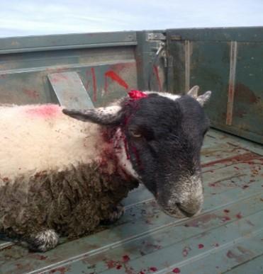 sheep worrying